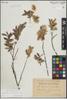 Foto von Salix L.